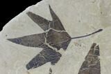 Two Fossil Sycamore Leaves (Platanus) - Green River Formation, Utah #118032-1